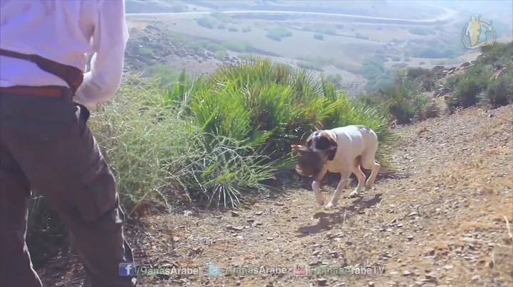 Chasse Perdrix et Hunting Partridge