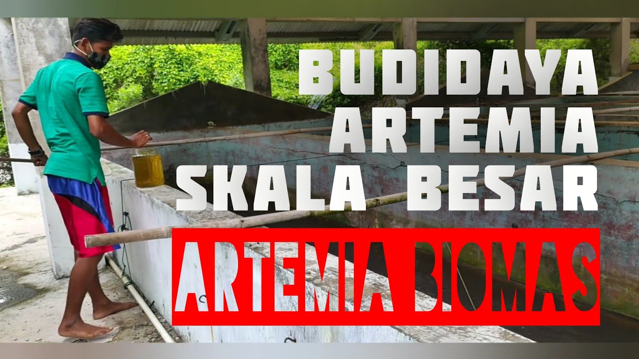 Budidaya ARTEMIA Skala Besar | Artemia Biomas