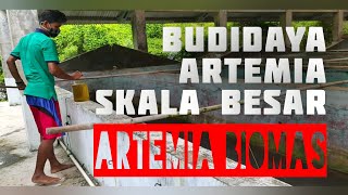 Budidaya ARTEMIA Skala Besar | Artemia Biomas