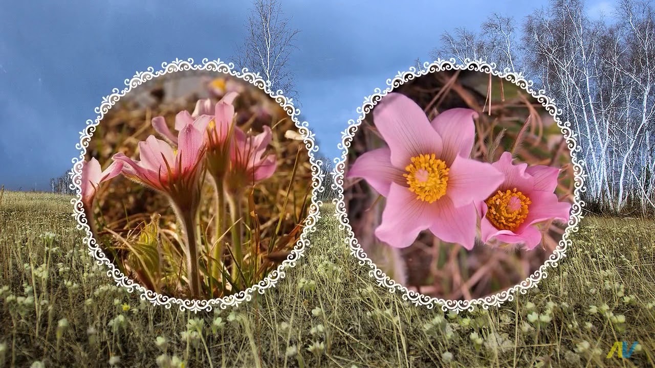 Ньургуһуннар. Сэргэй