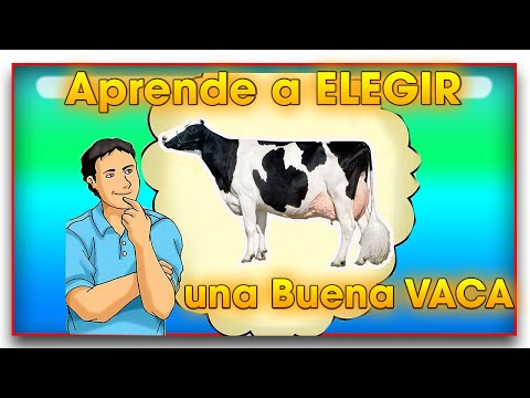 Video: Que Buscar Al Elegir Una Vaca