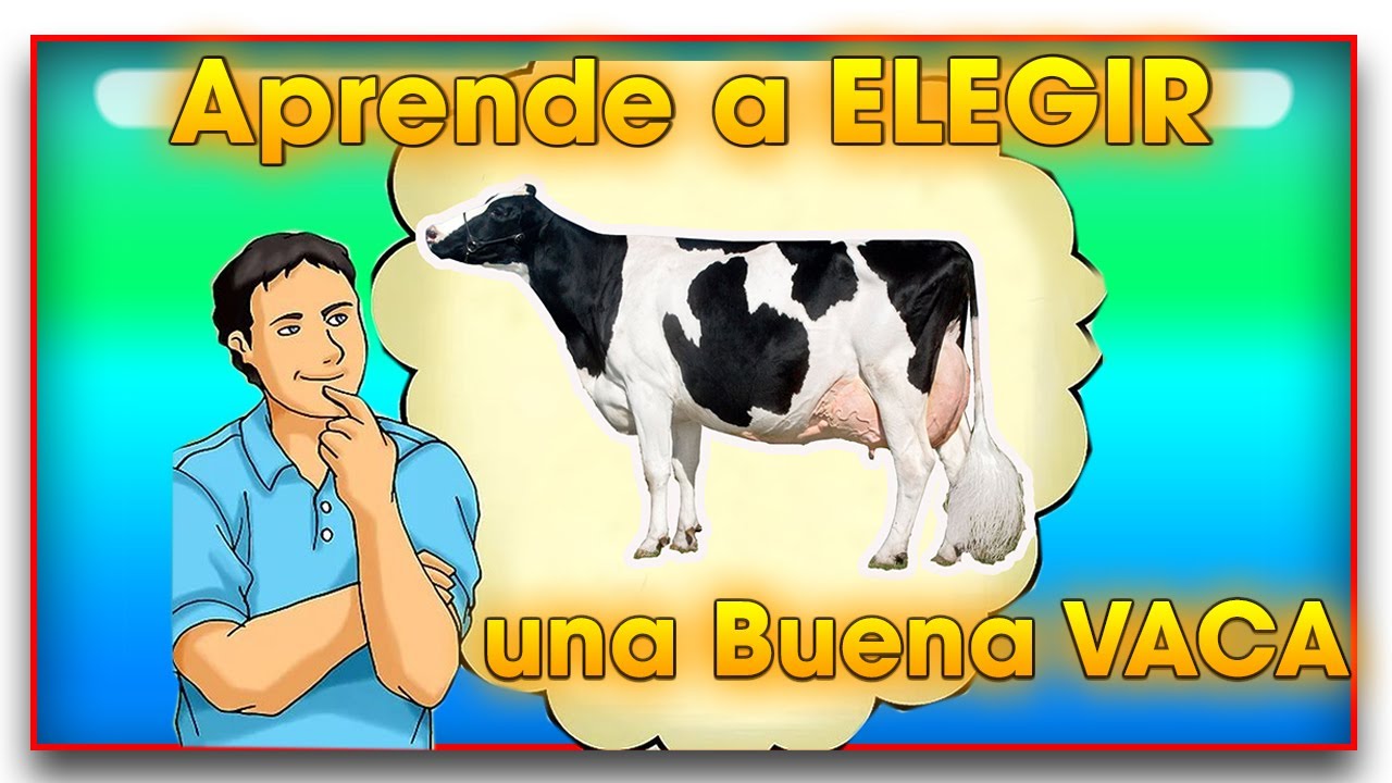 Cómo elegir una BUENA VACA LECHERA ǀ Ing. Jannin Hernández Blandón