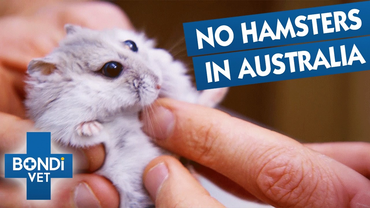 There Are No Hamsters In Australia! 🐹 Dr Chris Visits His First One!