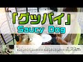 【グッバイ】  SaucyDog  ドラム  2アングル