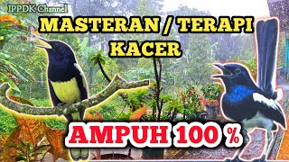 MASTERAN DAN TERAPI KACER MACET / BAHAN BIAR CEPET GACOR #kacer #kacergacor 