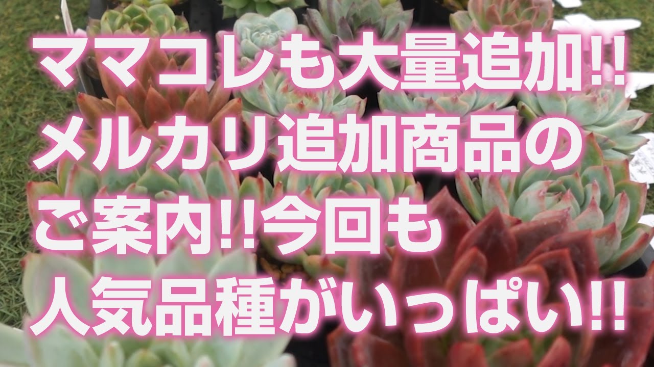 Succulents] Massive restock of Mom-colle!! Information on new
