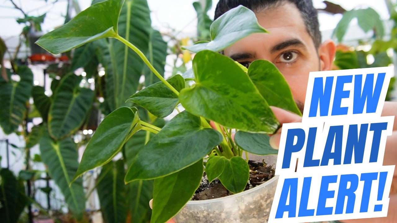 Massive Growth or Major Problems? 🤯 March Plant Room Update!