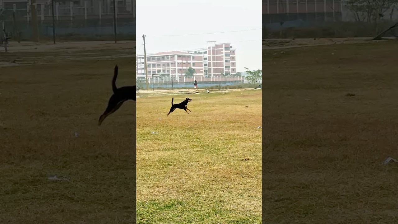 Dog Prank Gone Wrong 😱 | Crazy Village Dog Reaction 🐶 