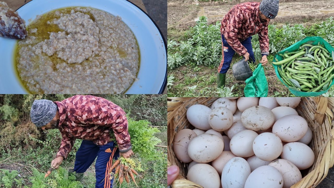 فطور ناس زمن في الريف ..الفلاحة جني الفول الخضر والمنتجات طبيعية إقليم الحسيمة 