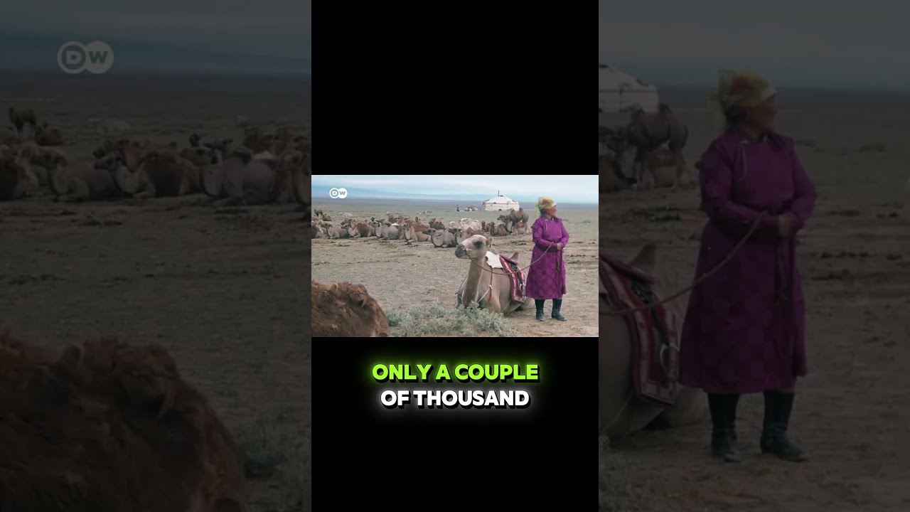 The Gobi Desert Crisis  How Climate Change Is Devouring Land Fast!