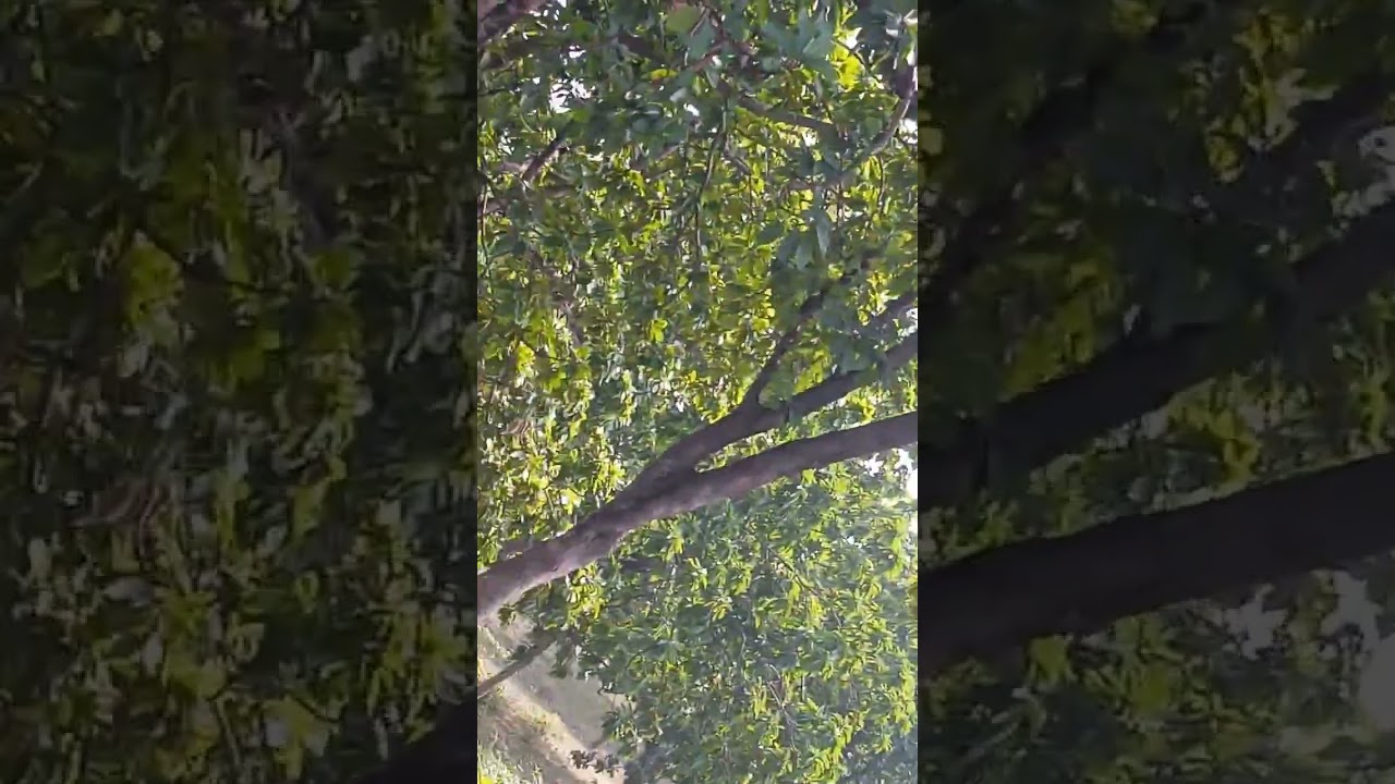 hamre gao me janvar ka aagman|Guruji Fhaltu Vlog | dekhiye kya hua iske baad. pura video.