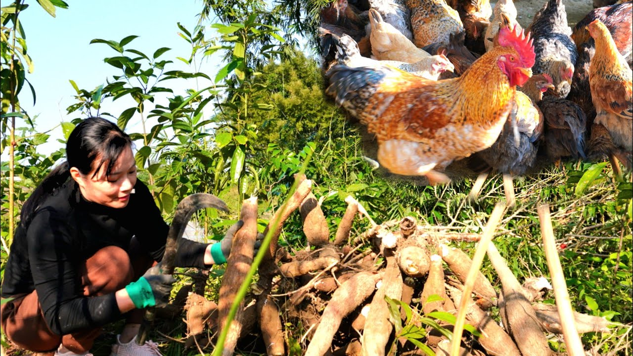 Harvest cassava to feed chickens in the cold winter YouTube