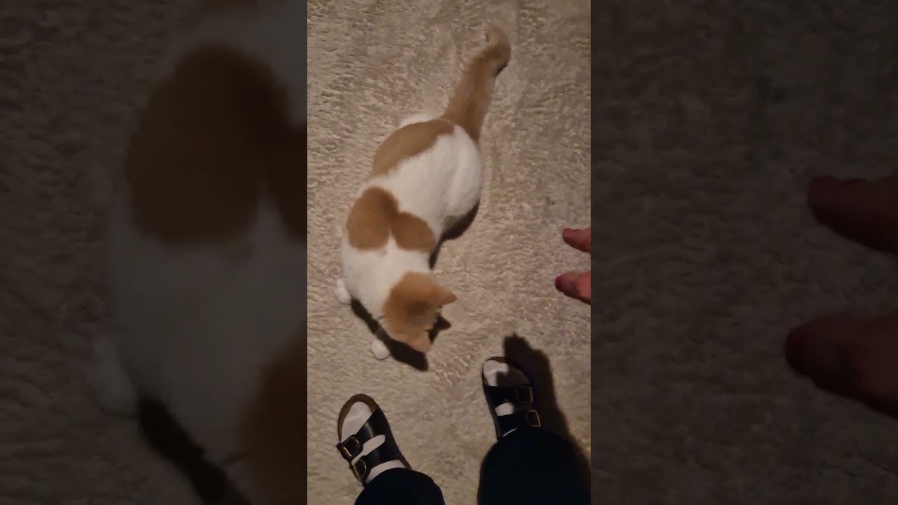 Taro the Shadowhunters 😂✌️ 