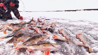 видео: СКОЛЬКО ЖЕ ТАМ РЫБЫ!! ЗАПОЛЯРНАЯ РЫБАЛКА! ПЕРВЫЙ ЛЁД!! картинка: СКОЛЬКО ЖЕ ТАМ РЫБЫ!! ЗАПОЛЯРНАЯ РЫБАЛКА! ПЕРВЫЙ ЛЁД!!