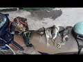 Huấn Luyện Chim Săn Mồi - Ưng Ấn Săn Cò - Crested goshawk hunting