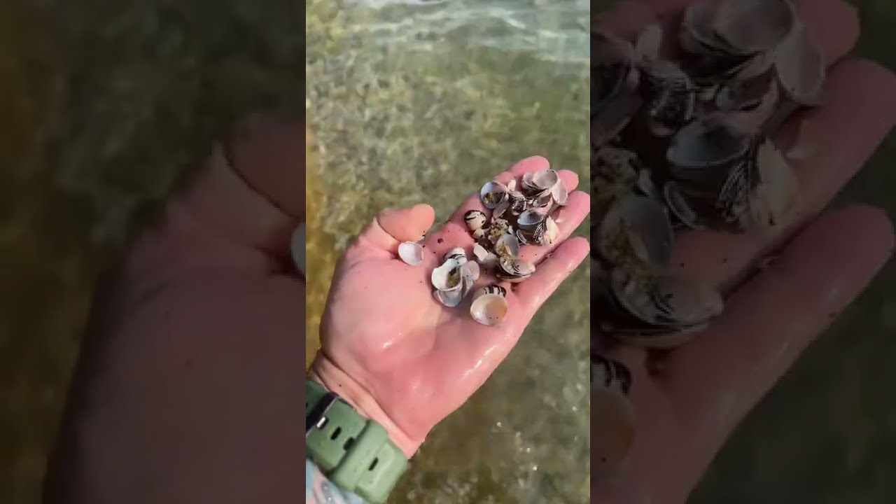 Asiatic Freshwater Clams 