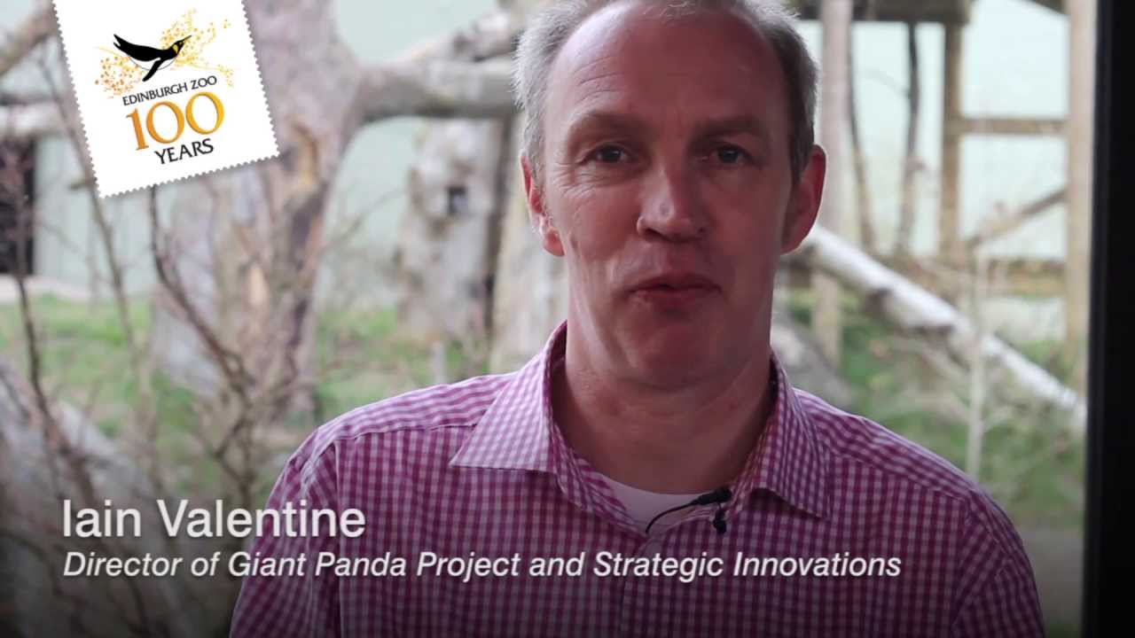 When will we know if panda mating at Edinburgh Zoo has been successful?