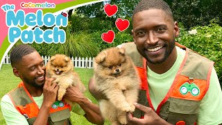 puppy playdate more outdoor adventures mr acorn melon patch