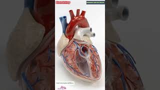 Download Lagu 3D Heart Animation for Tricuspid \u0026 Pulmonary Valves | Human Anatomy | Immunity and Gut Health | 03 MP3