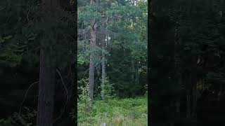 Jungle's beauty |#travel #forest #love#nature#life#peaceful#green#beauty#summer #viralvideo #viral