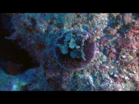 Diving Group Portofino - Faro