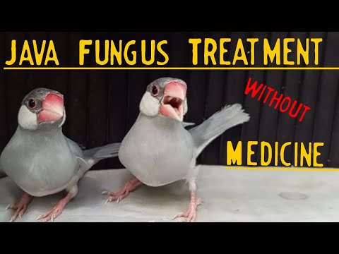 Java Fungus Treatment without Medicine | Java Fungus Disease.