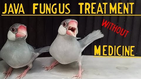 Java Fungus Treatment without Medicine | Java Fungus Disease.