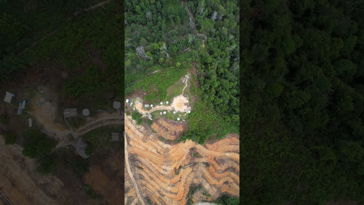 Forest vs Development 