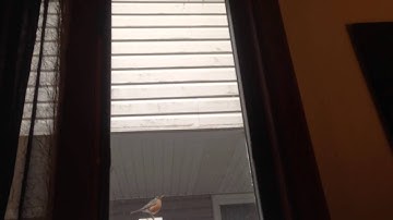 Robin hitting window