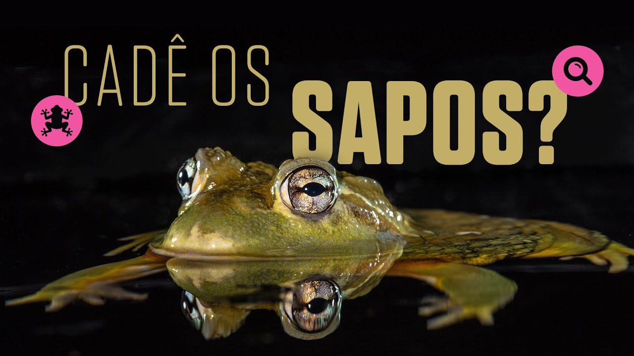 A extinção silenciosa dos anfíbios