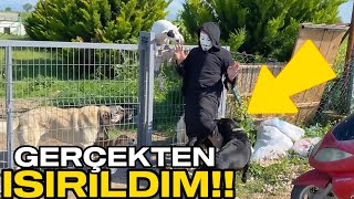 KÖPEKLERİME MASKE TAKIP ŞAKA YAPINCA ISIRILDIM!!