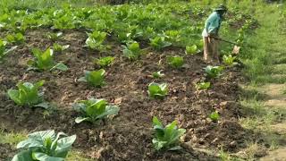 Download Lagu Kerja, kerja dan kerja☺👍 MP3