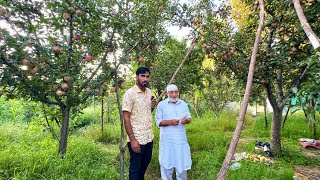 Apple 🍎 Garden Kashmir | सेव के बागान कश्मीर 🇮🇳