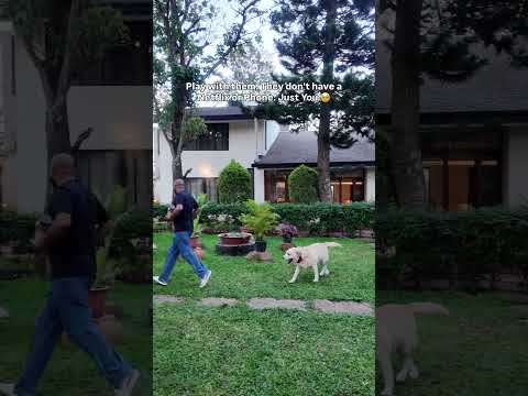 Play With Your Dogs… They Don’t Have Netflix ❤️🐶 #DogDad #GoldenRetriever #Dogs
