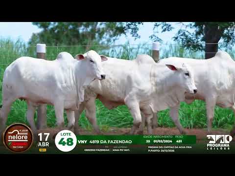 LOTE 48