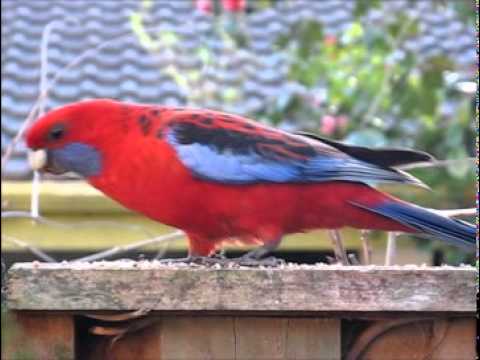 Crimson Rosella & Rainbow Lorikeet - YouTube