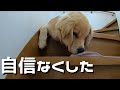 再び階段を降りるのが怖くなってしまった犬