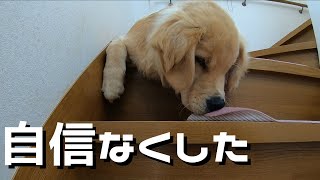 再び階段を降りるのが怖くなってしまった犬