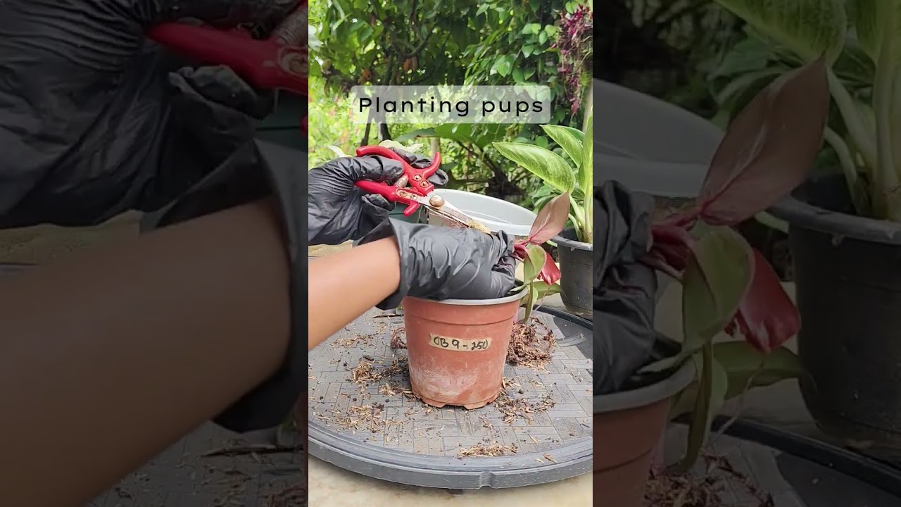 Planting pup red Cardinal | Plant propagation 