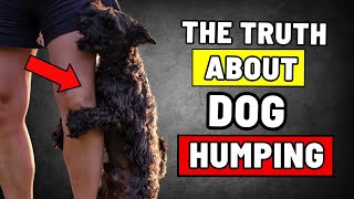 The Real Reason Why Your Dog Humps