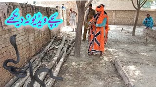 Cobra Snake Rescue At Village House Ustad Muhammad Safdar Jogi Naag Jogi New Amazing Video