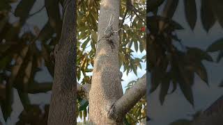 Tips membuahkan durian tanpa pupuk