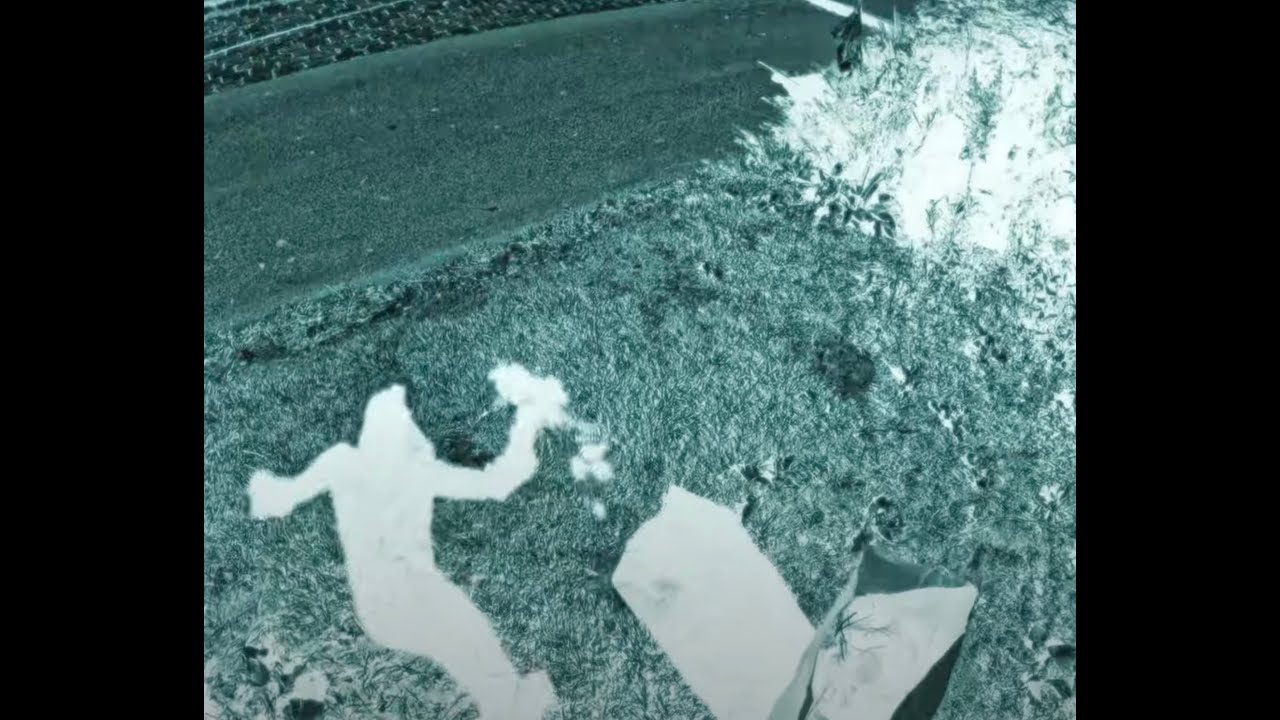 Field footage of a mature poison ivy vine being extracted from a tree base in Weston