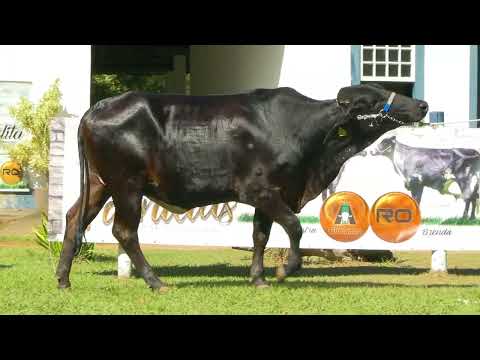 LOTE 41 • 10º LEILÃO FAMÍLIAS • GIROLANDO E GIR LEITEIRO • 7706CK