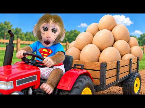 Monyet Bon Bon Imut Mengumpulkan Telur dan Memanen Buah di Peternakan Bersama Orange Baby