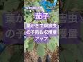 【ナスの葉かきで生育環境の改善】 #ナス栽培