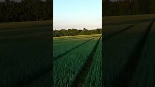 Fast and Low: Flying Over the Field 🌾Rychle a nízko : přelet nad polem #shorts #drone #nature