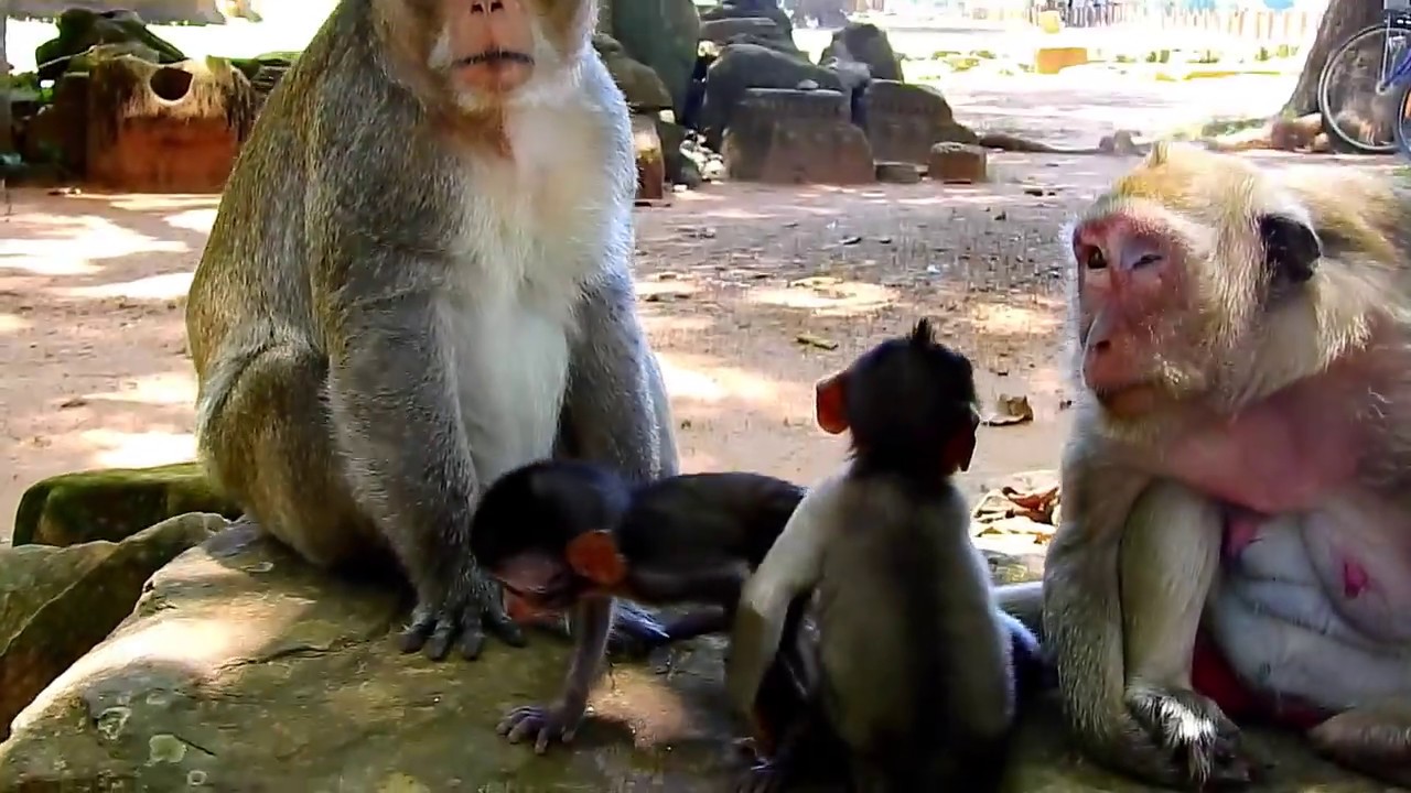 How Hungry Baby Daniela!Mum Dana Try Feed Baby,Daniela So Skinny And Exausted Cos Not Enough Milk