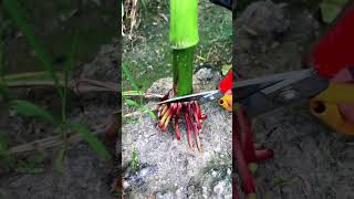 Cutting overgrown spreading roots.#roots #gardening #yardwork #plantmaintenance #fyp #shorts