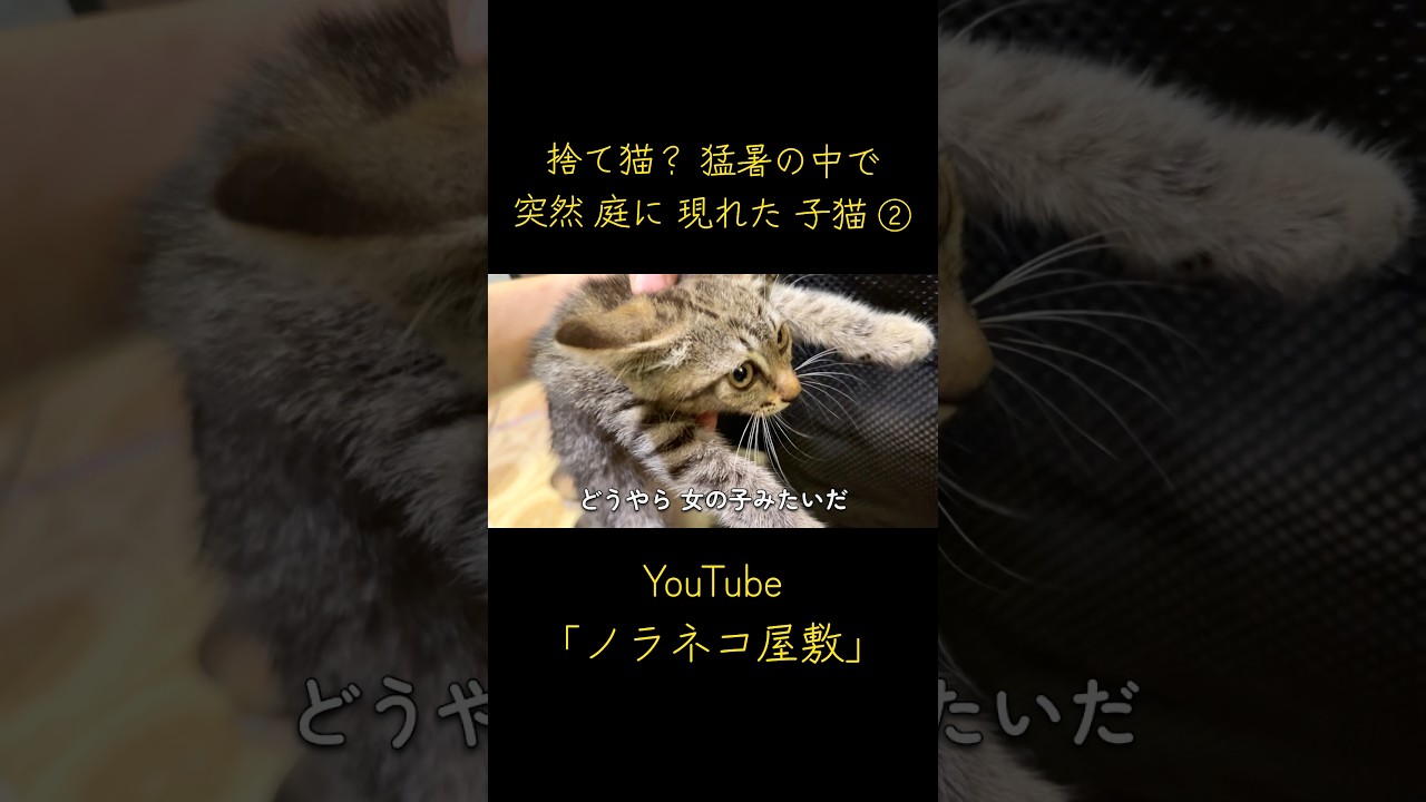 An Abandoned Kitten? A Kitten Suddenly Appears in the Garden